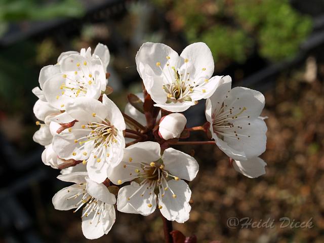 Prunus Trailblazer.JPG
